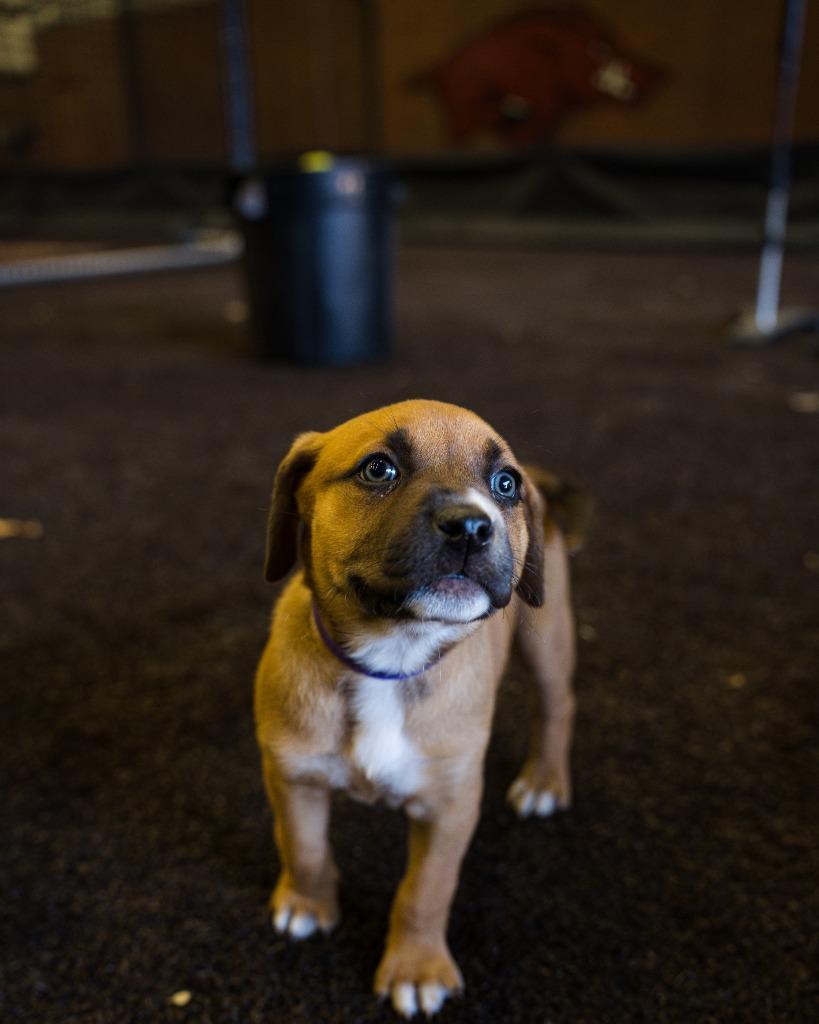 Enlarge Sally, a Adoptable mixed breed in Fayetteville, AR image 2/4