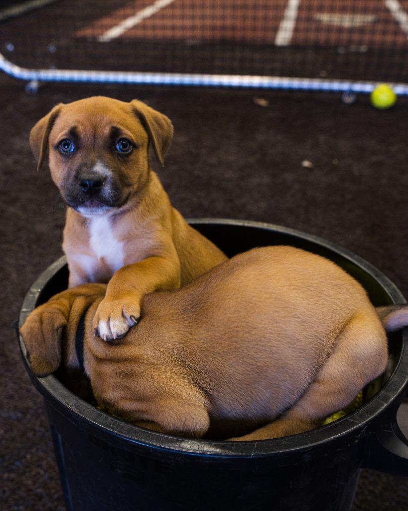 Enlarge Sally, a Adoptable mixed breed in Fayetteville, AR image 4/4