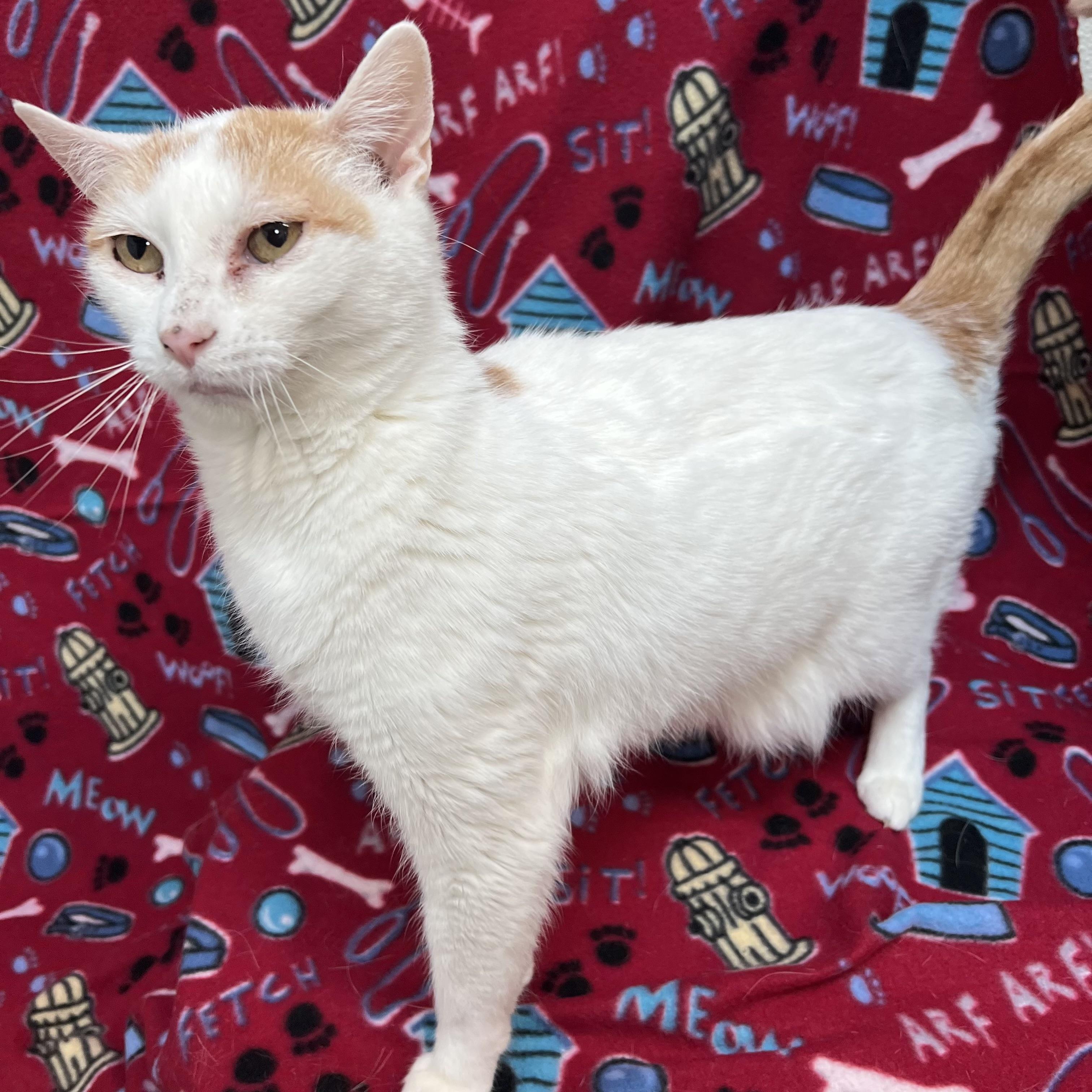 Milly - NO FEE (Sponsored in memory of Larry Puhrman), a ADOPTABLE Domestic Short Hair in Fairmont, MN image 3/6