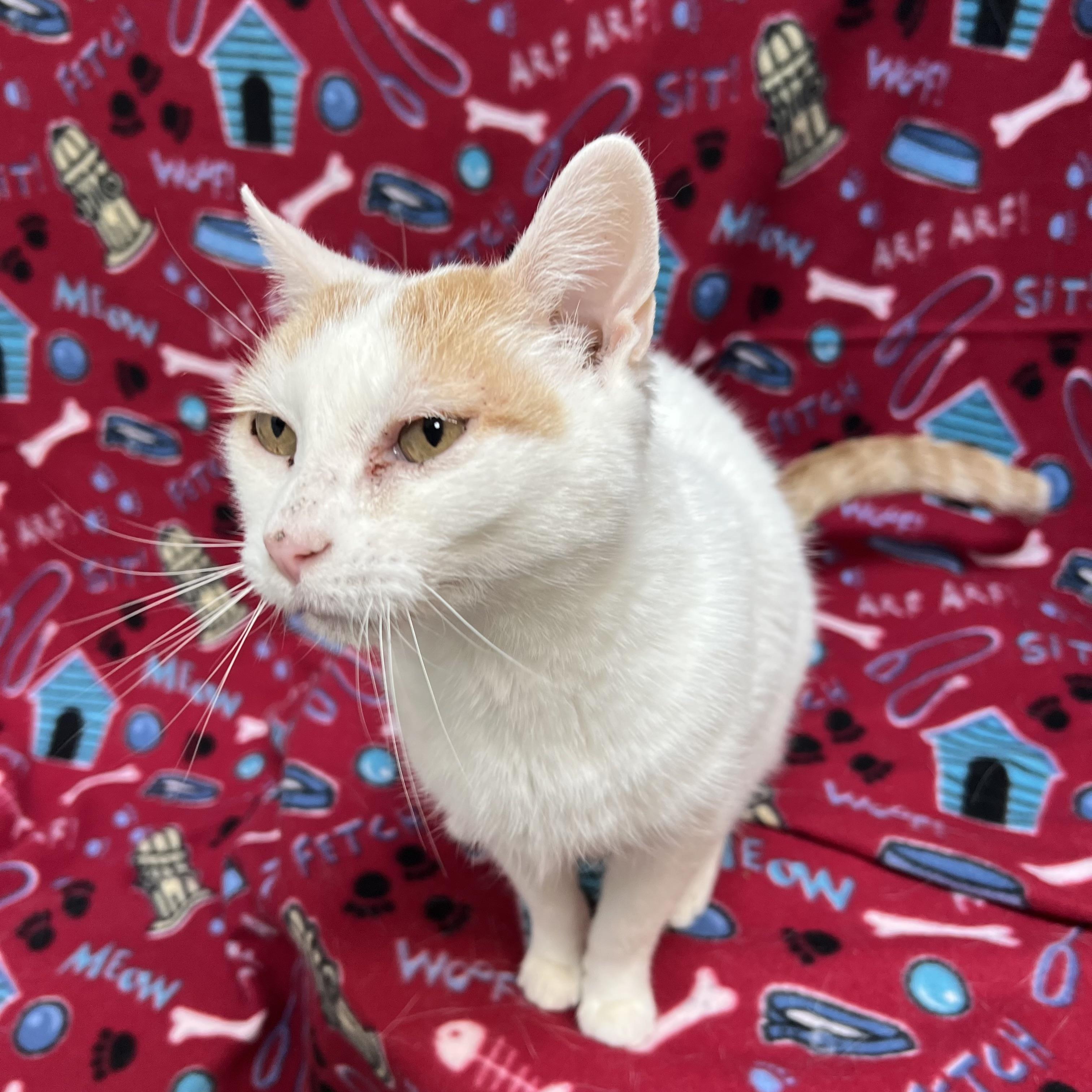 Milly - NO FEE (Sponsored in memory of Larry Puhrman), a ADOPTABLE Domestic Short Hair in Fairmont, MN image 4/6
