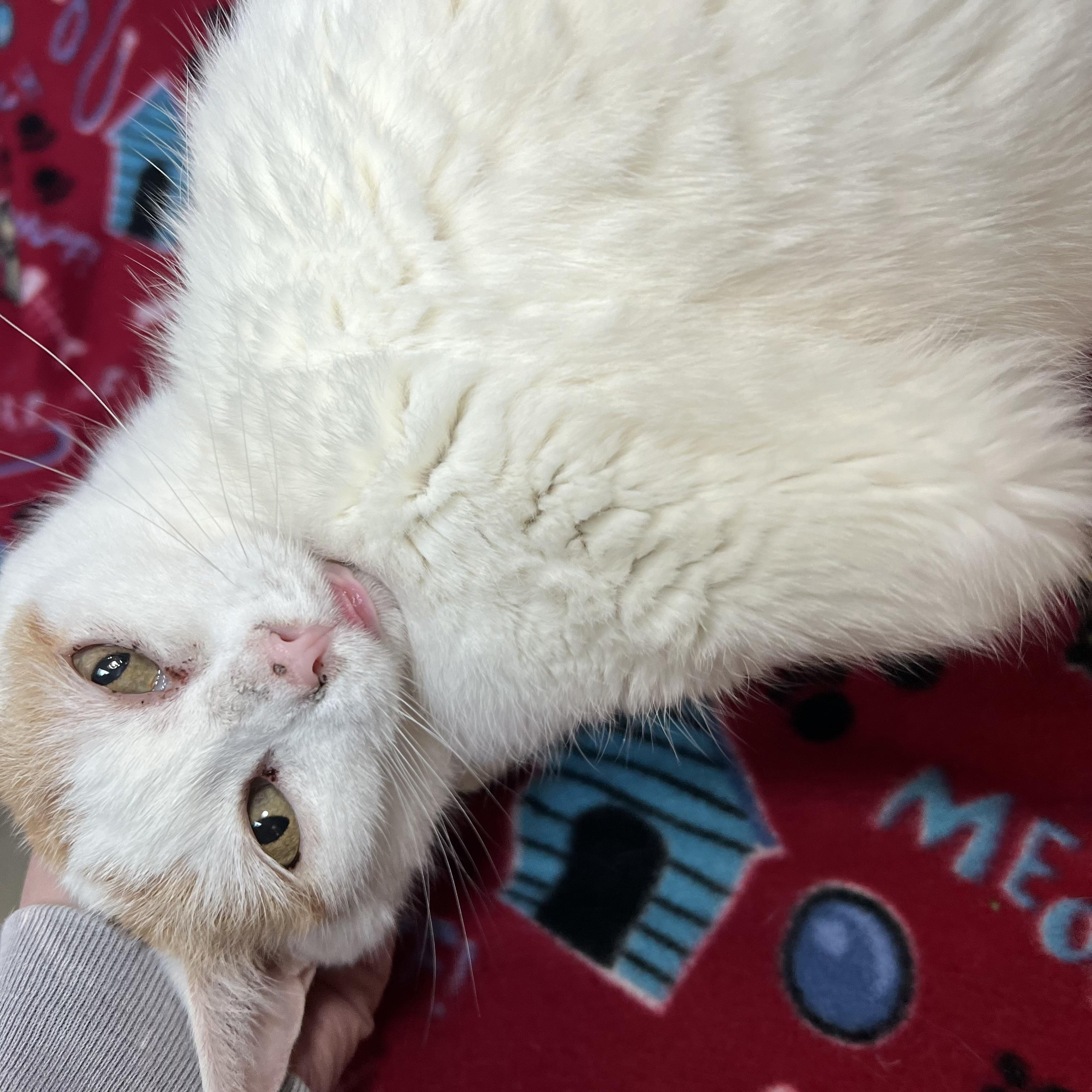 Milly - NO FEE (Sponsored in memory of Larry Puhrman), a ADOPTABLE Domestic Short Hair in Fairmont, MN image 6/6
