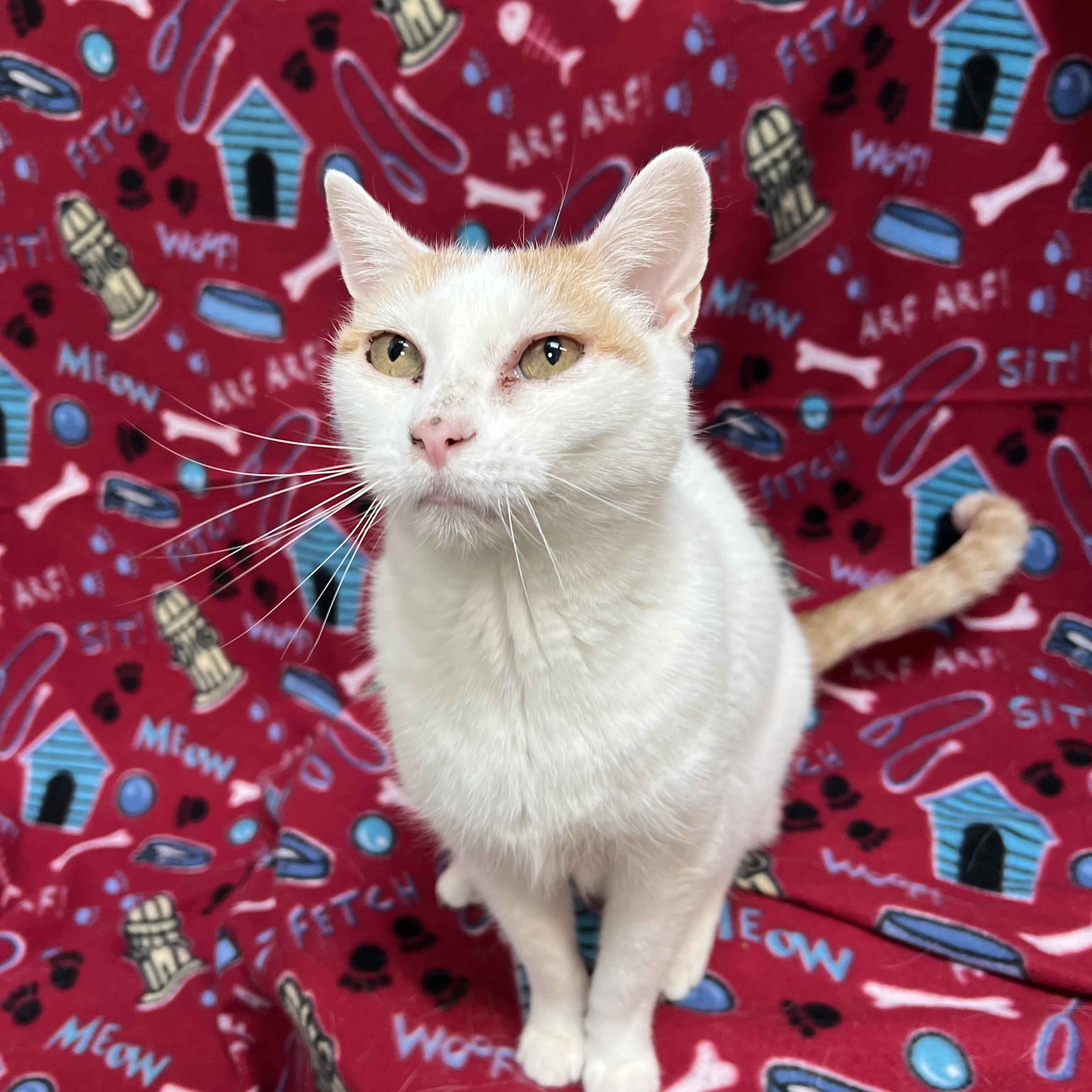Milly - NO FEE (Sponsored in memory of Larry Puhrman), a ADOPTABLE Domestic Short Hair in Fairmont, MN image 2/6