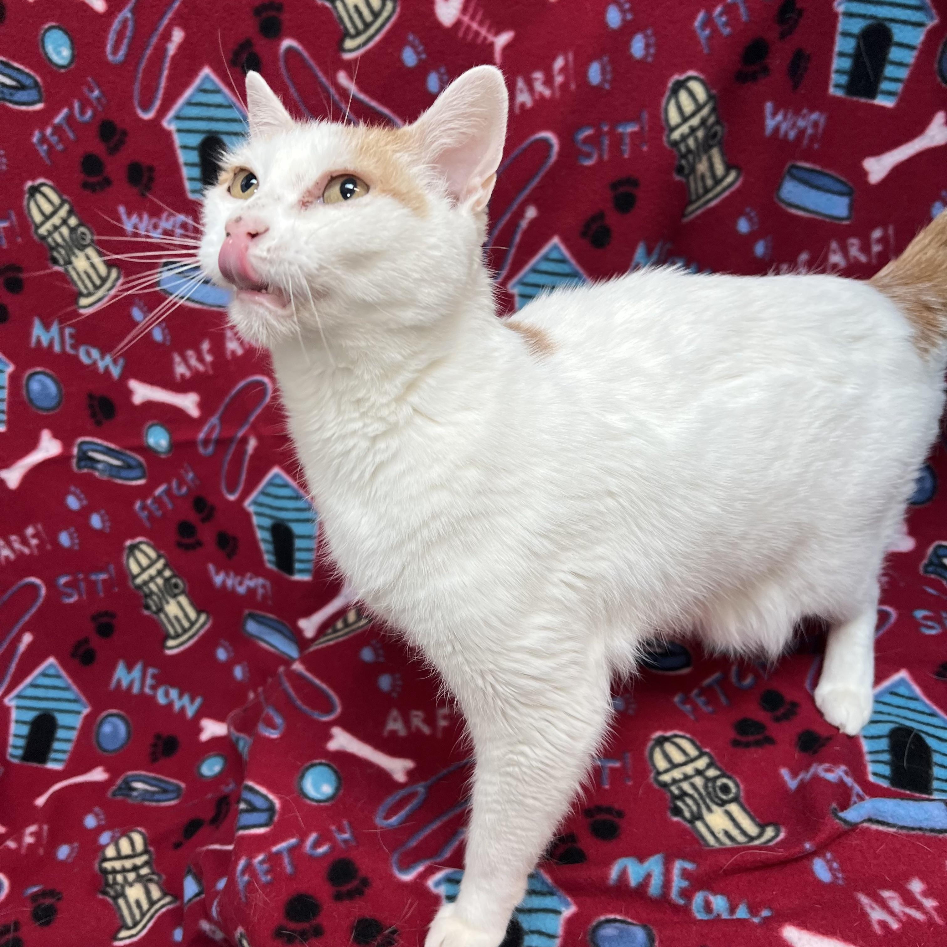 Milly - NO FEE (Sponsored in memory of Larry Puhrman), a ADOPTABLE Domestic Short Hair in Fairmont, MN image 5/6