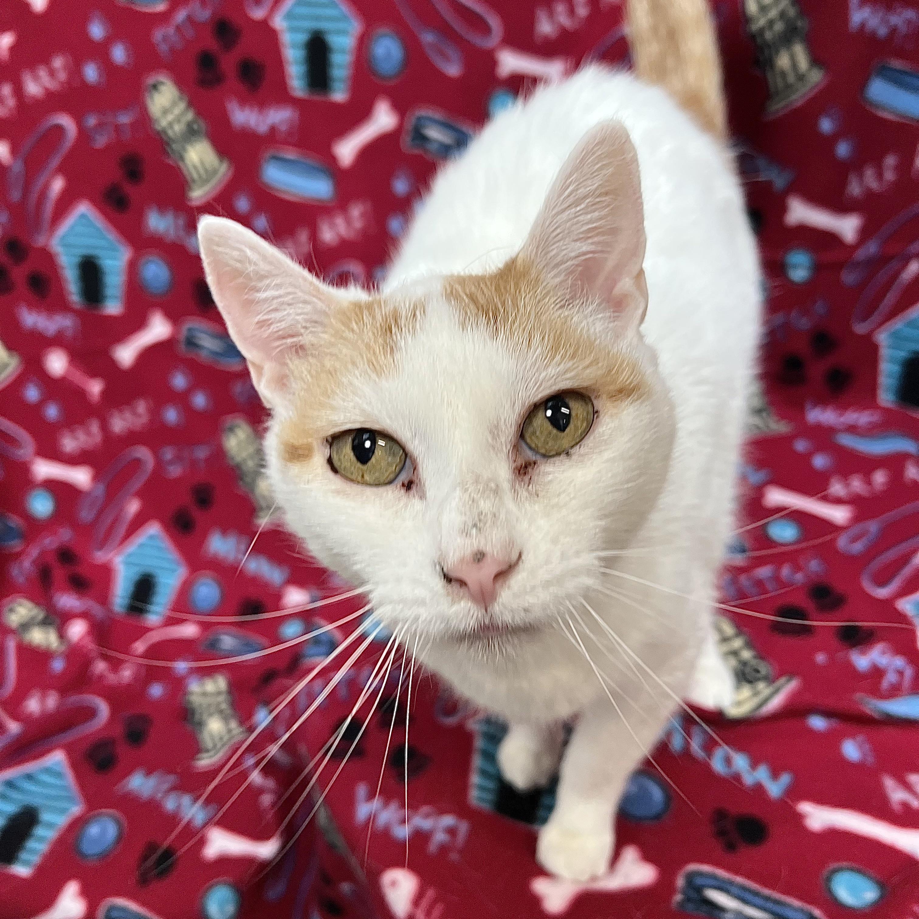 Milly - NO FEE (Sponsored in memory of Larry Puhrman), ADOPTABLE, Senior Female Domestic Short Hair.