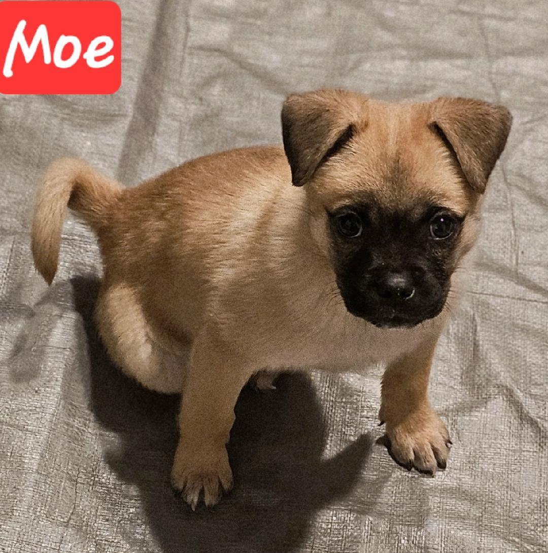 Moe, Adoptable, Puppy Male Pug.