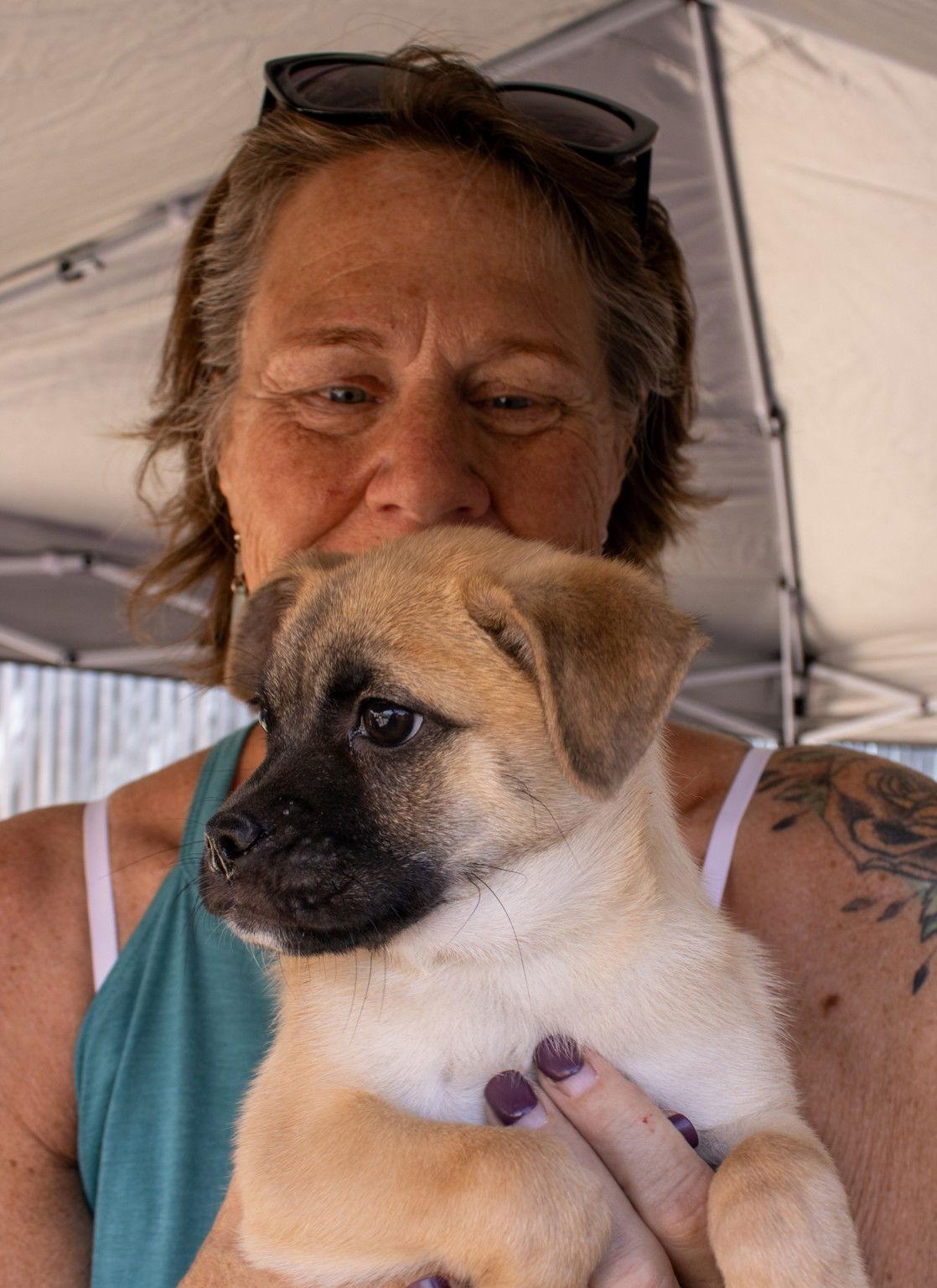 Enlarge Moe, a Adoptable Pug in Williamsburg, NM image 1/3