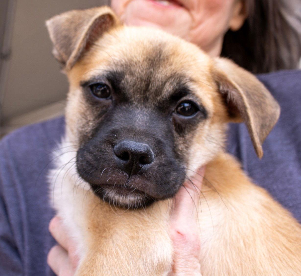Enlarge Moe, a Adoptable Pug in Williamsburg, NM image 2/3