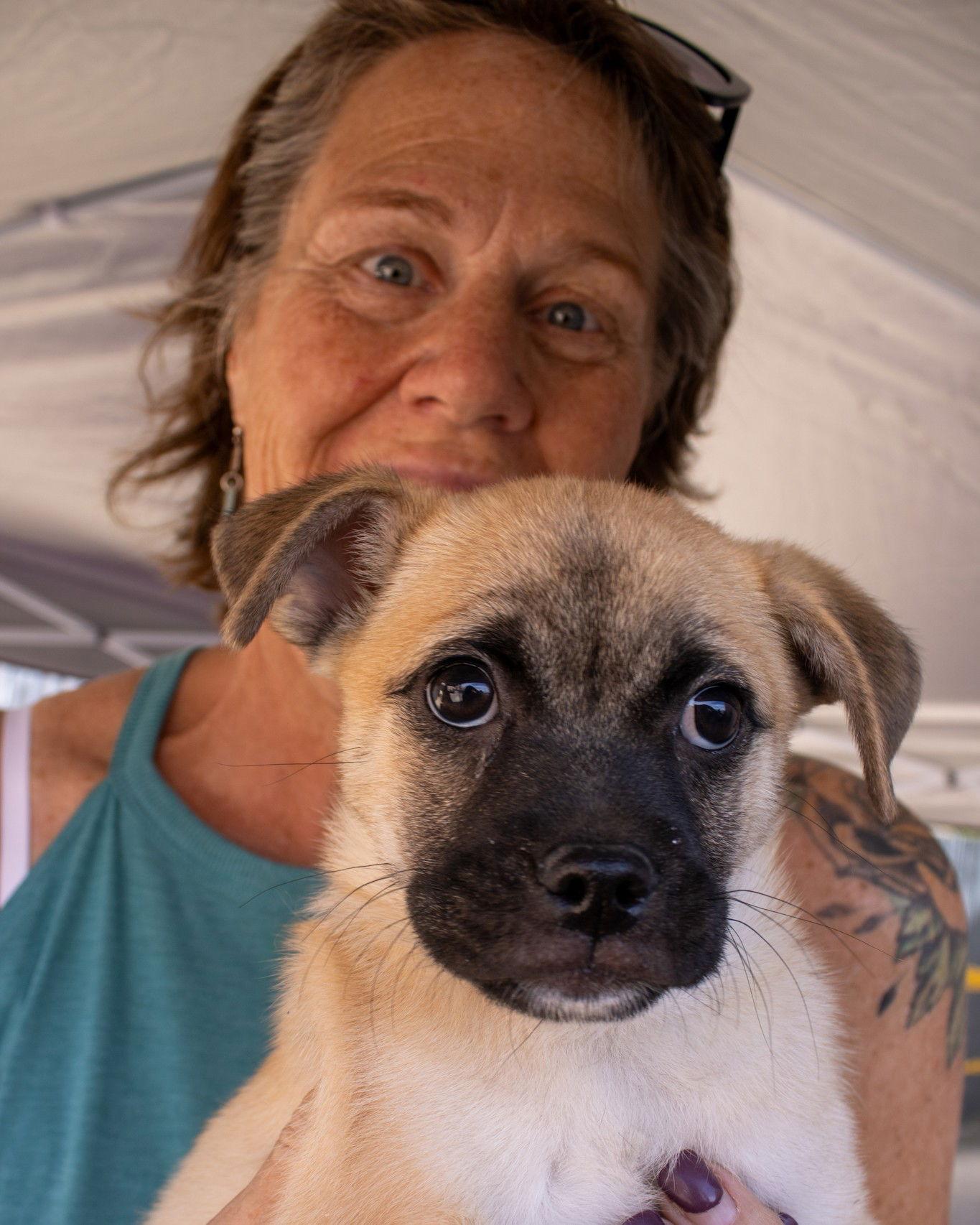 Enlarge Moe, a Adoptable Pug in Williamsburg, NM image 3/3