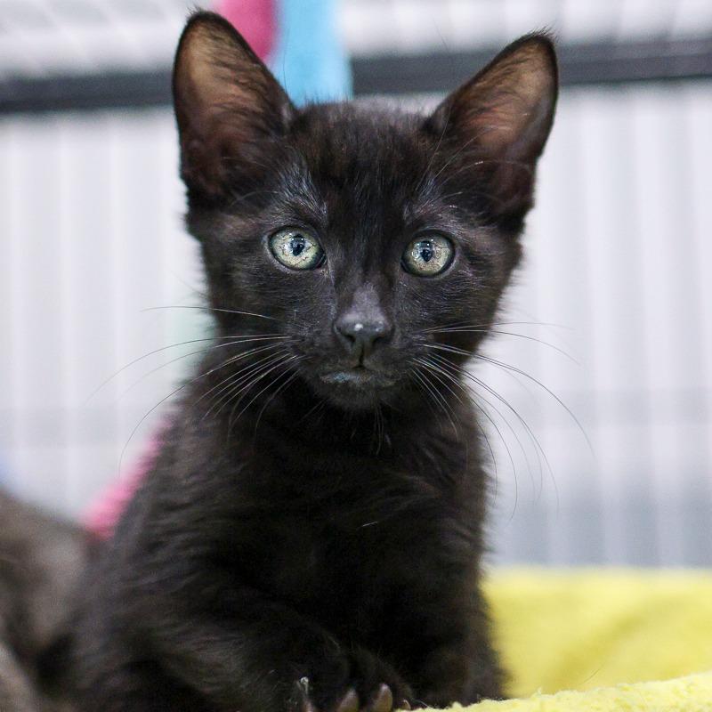 Droppy, Adoptable, Kitten Male Domestic Short Hair.
