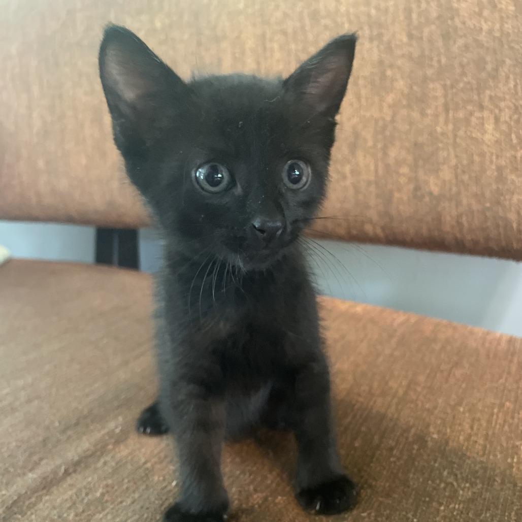 Enlarge Droppy, a Adoptable Domestic Short Hair in Bradenton, FL image 2/2