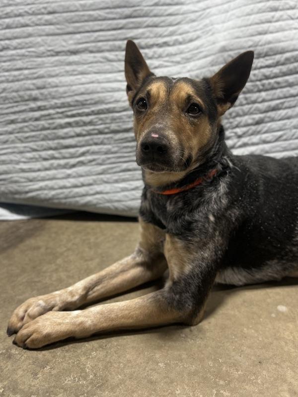 Enlarge Kachina, a Adoptable mixed breed in Lancaster, OH image 1/2