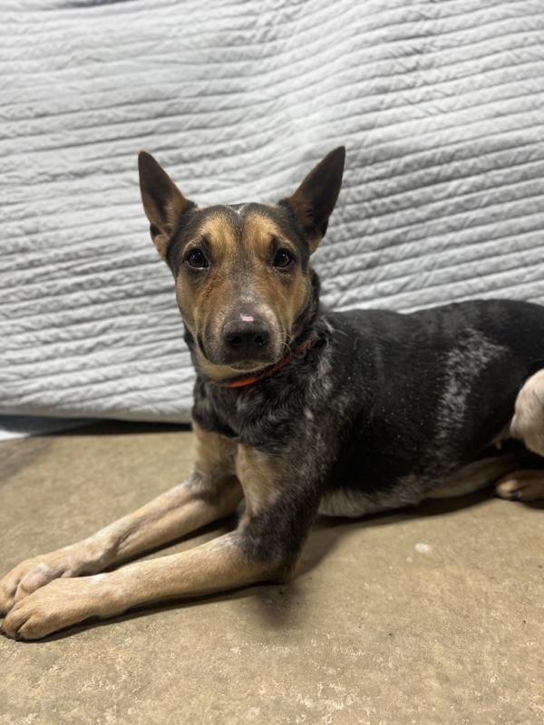 Enlarge Kachina, a Adoptable mixed breed in Lancaster, OH image 2/2