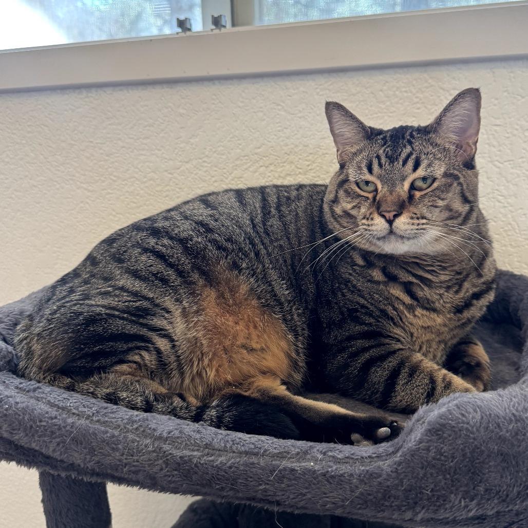 Como, Adoptable, Adult Male Domestic Short Hair.