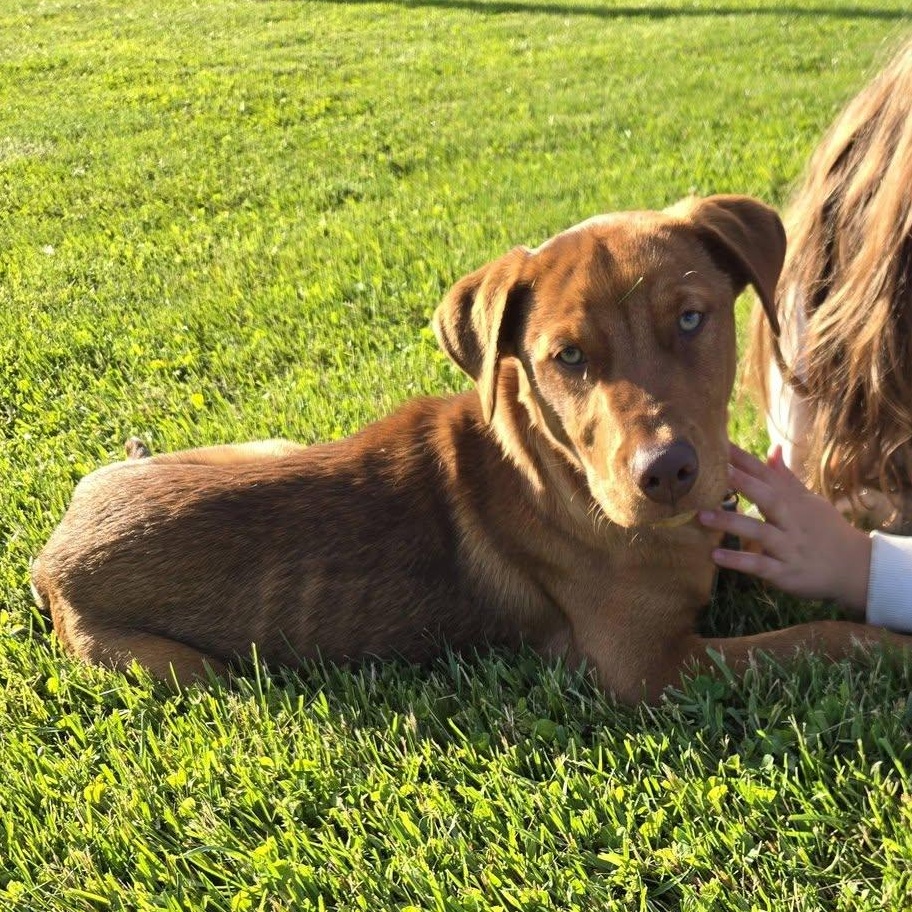 Buster Brown, ADOPTABLE, Young Male Mixed Breed.