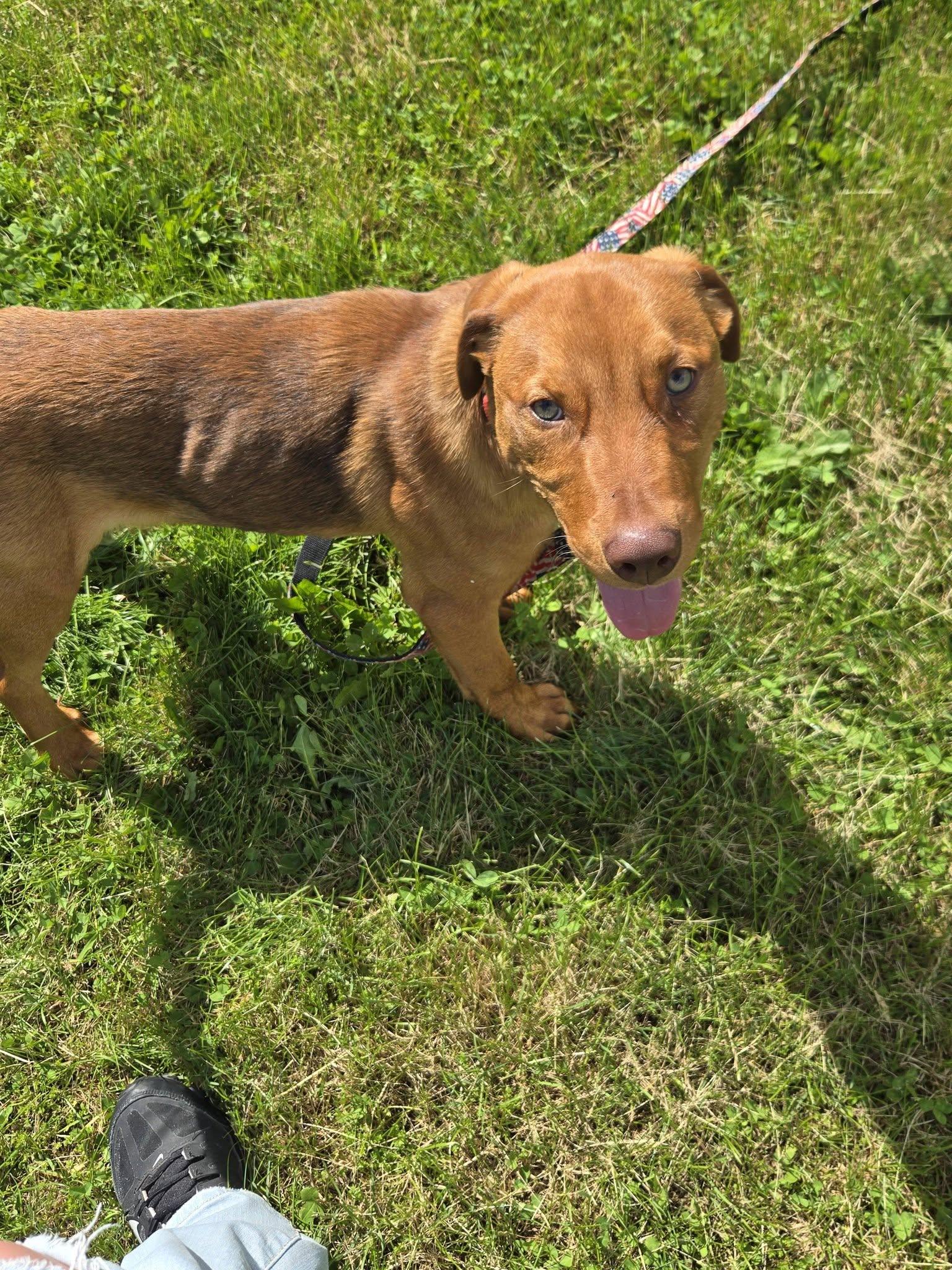 Enlarge Buster Brown, a ADOPTABLE mixed breed in Greenwich, NY image 3/3