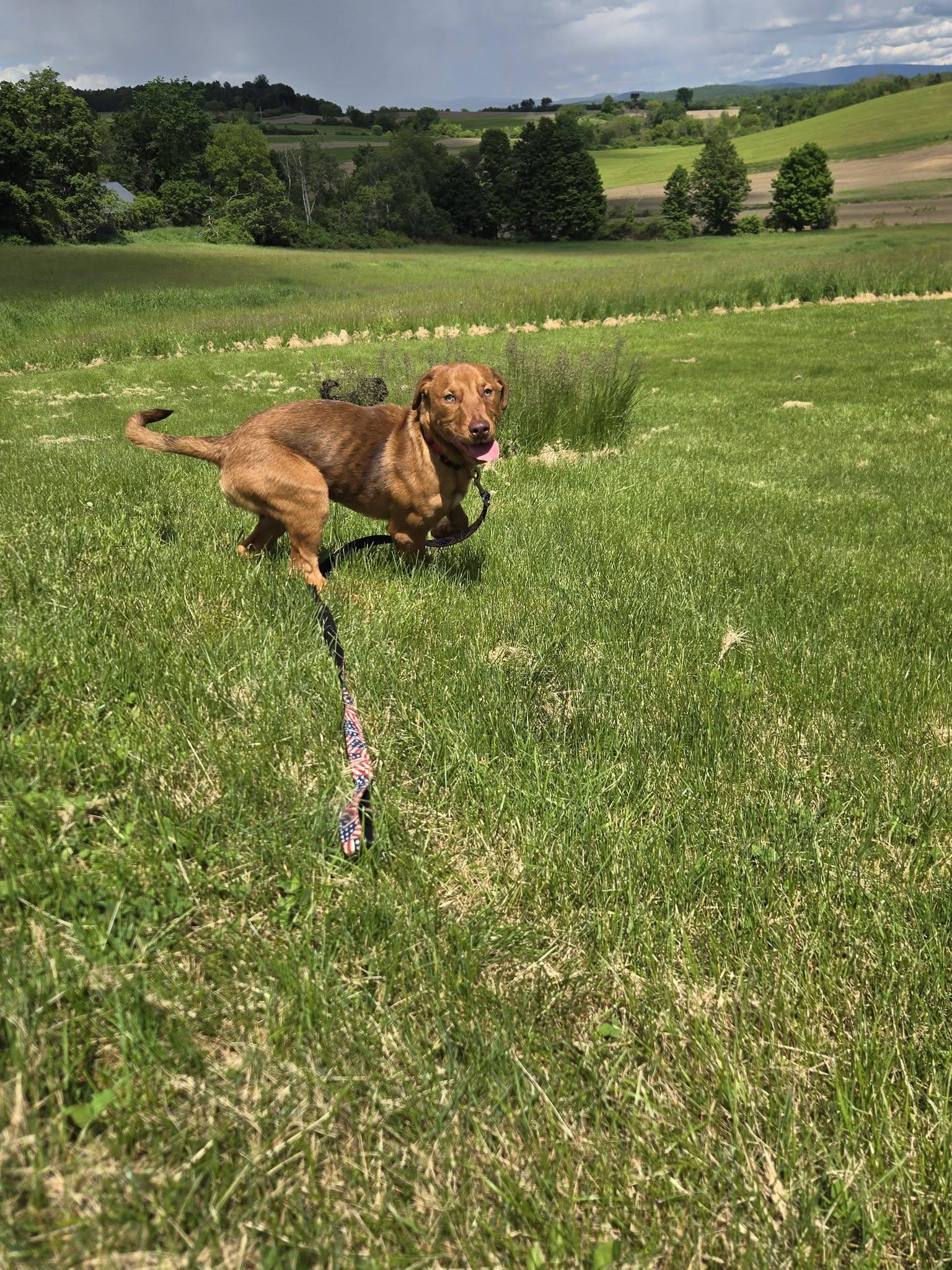 Enlarge Buster Brown, a ADOPTABLE mixed breed in Greenwich, NY image 2/3