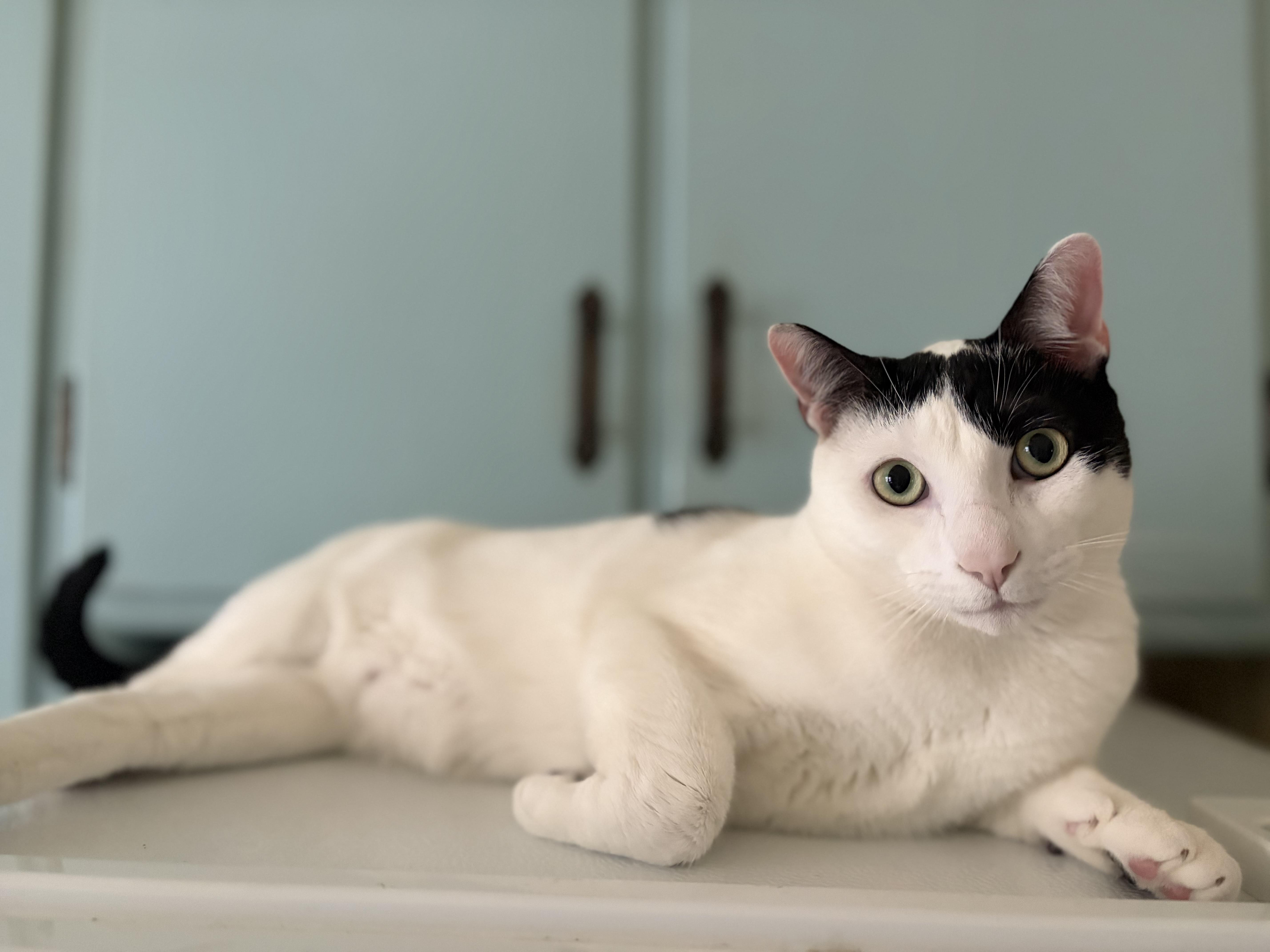 Enlarge Thomas, a Adoptable Domestic Short Hair in Minneapolis, MN image 1/6