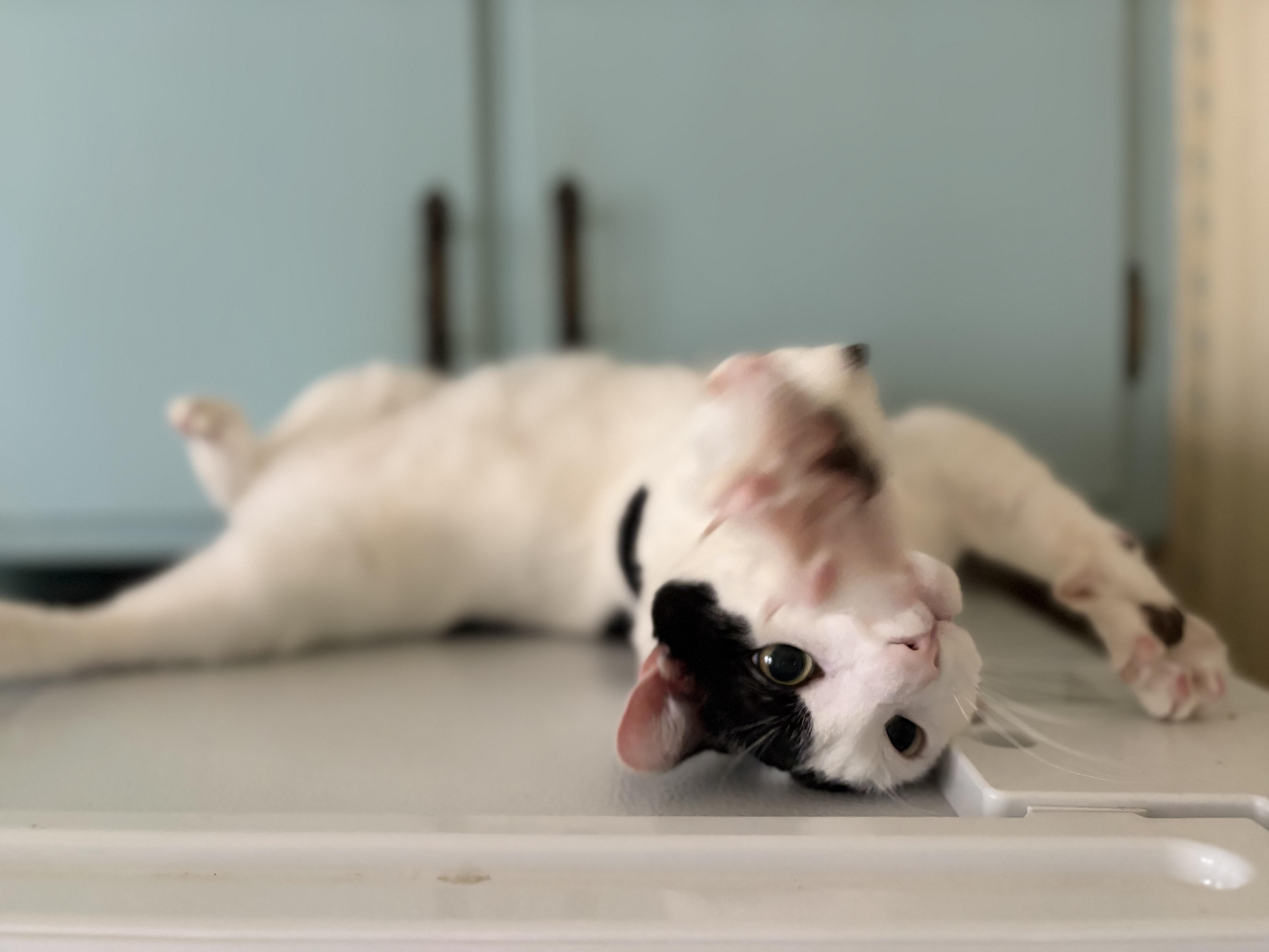 Enlarge Thomas, a Adoptable Domestic Short Hair in Minneapolis, MN image 3/5