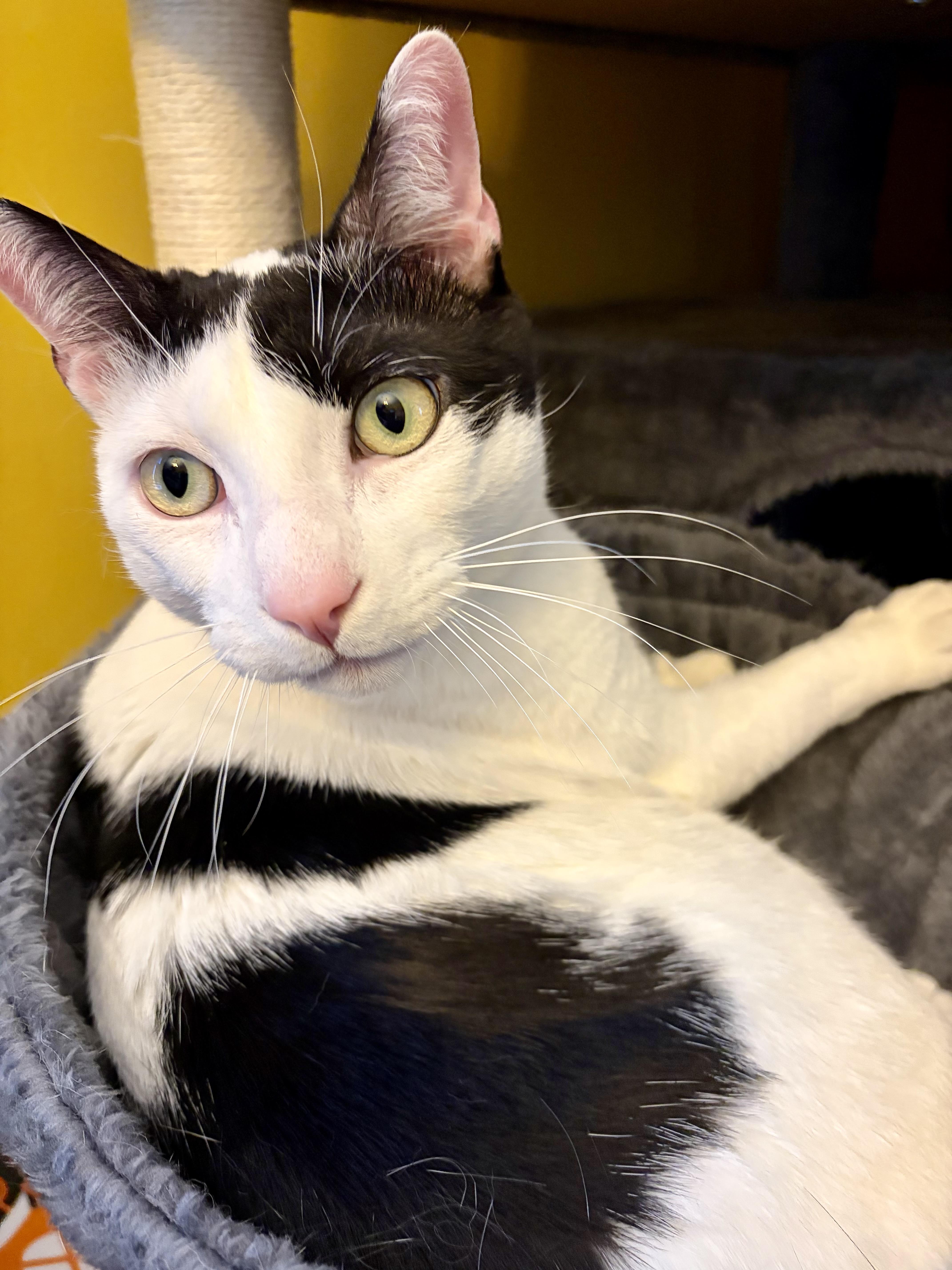 Enlarge Thomas, a Adoptable Domestic Short Hair in Minneapolis, MN image 2/6