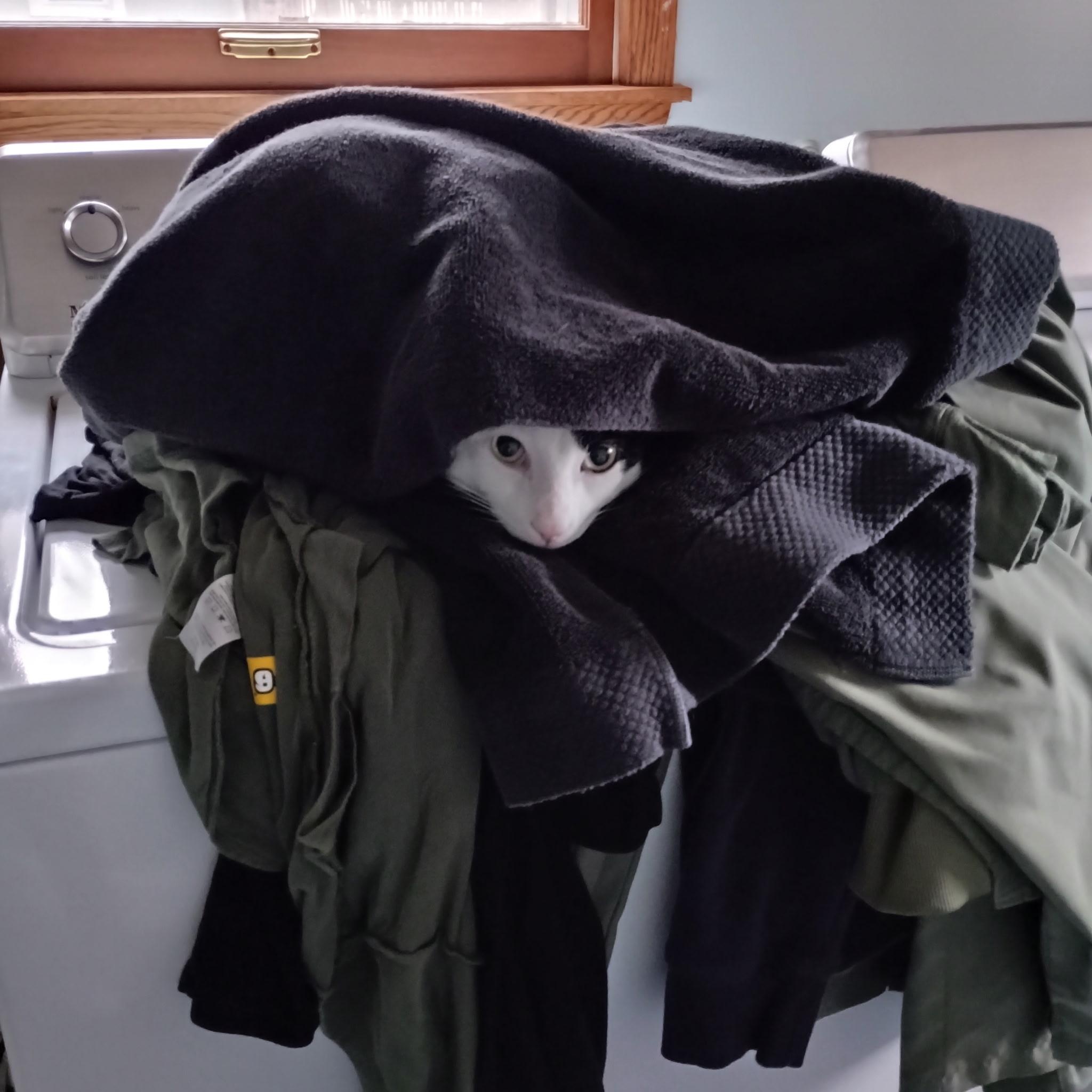 Enlarge Thomas, a Adoptable Domestic Short Hair in Minneapolis, MN image 5/5