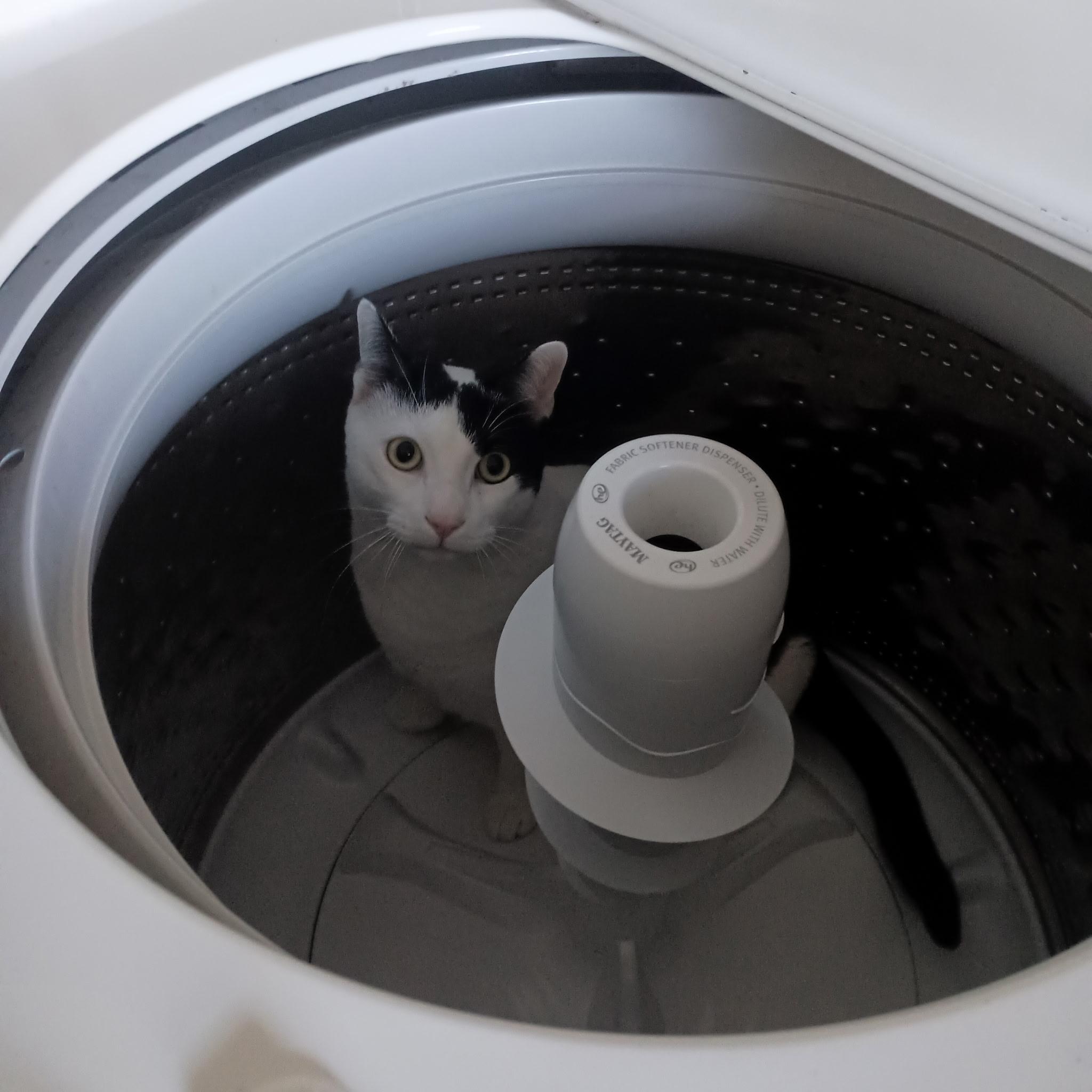 Enlarge Thomas, a Adoptable Domestic Short Hair in Minneapolis, MN image 6/6