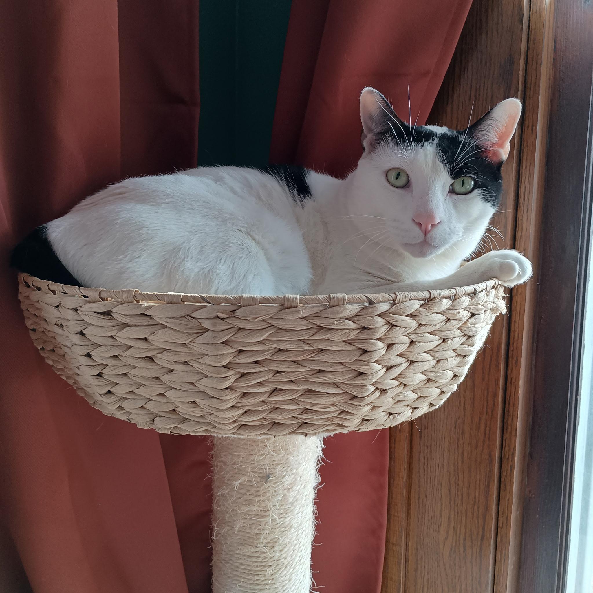 Thomas, Adoptable, Young Male Domestic Short Hair.