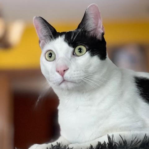 Thomas, Adoptable, Young Male Domestic Short Hair.