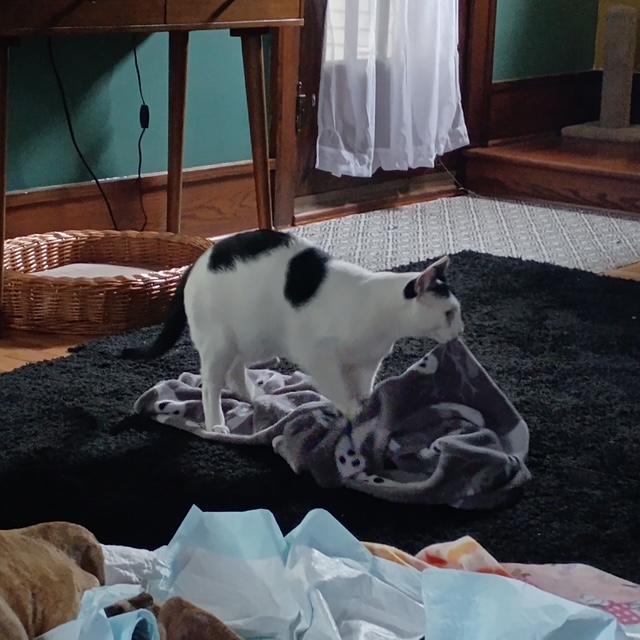 Linus