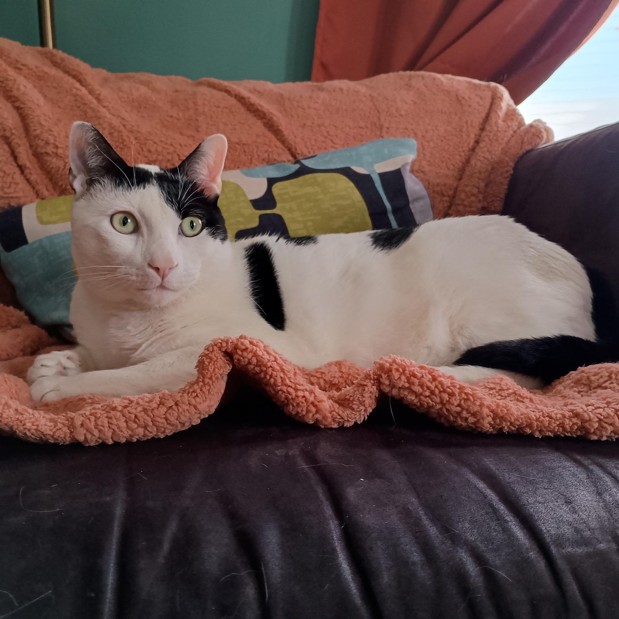 Enlarge Thomas, a Adoptable Domestic Short Hair in Minneapolis, MN image 1/6