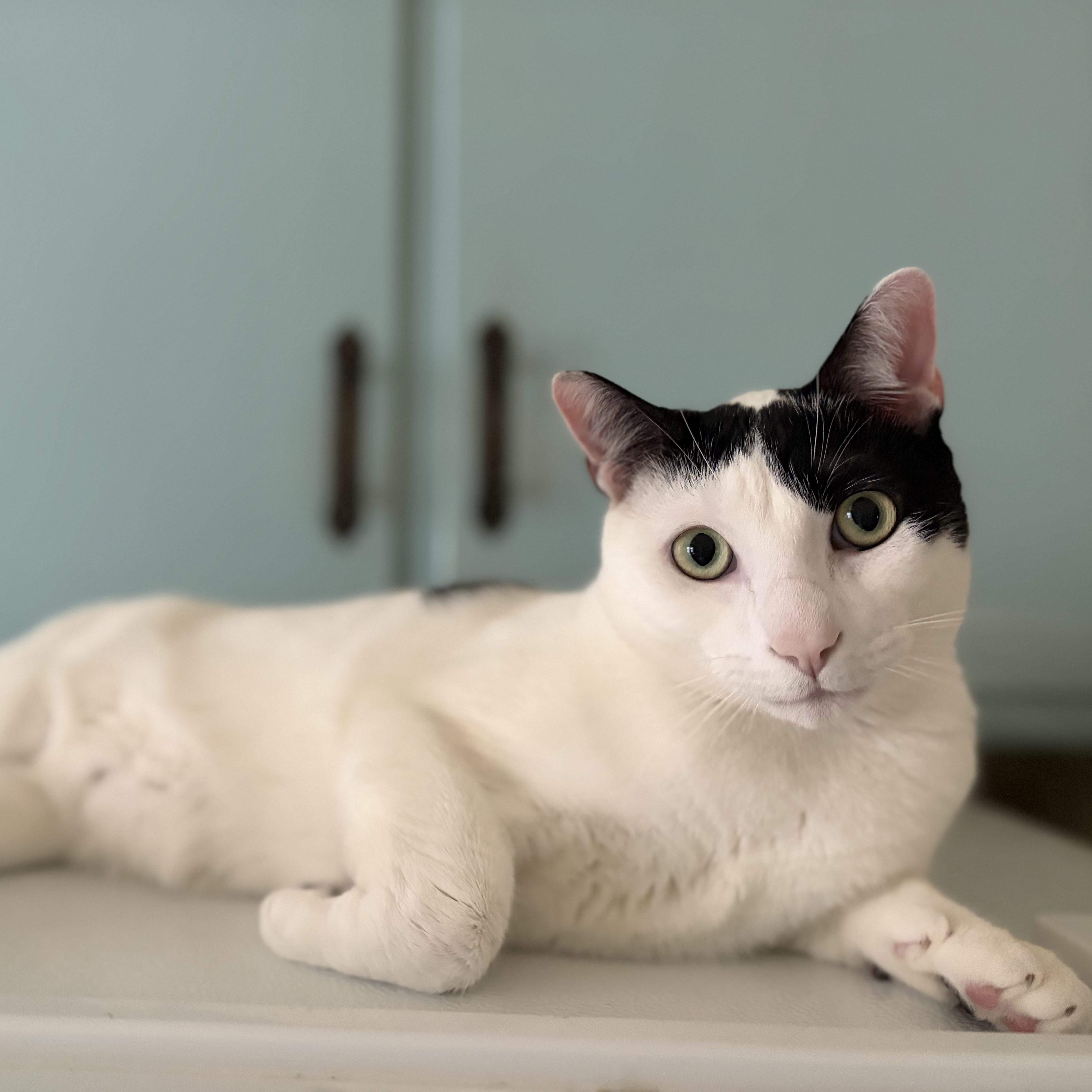 Enlarge Thomas, a Adoptable Domestic Short Hair in Minneapolis, MN image 1/5