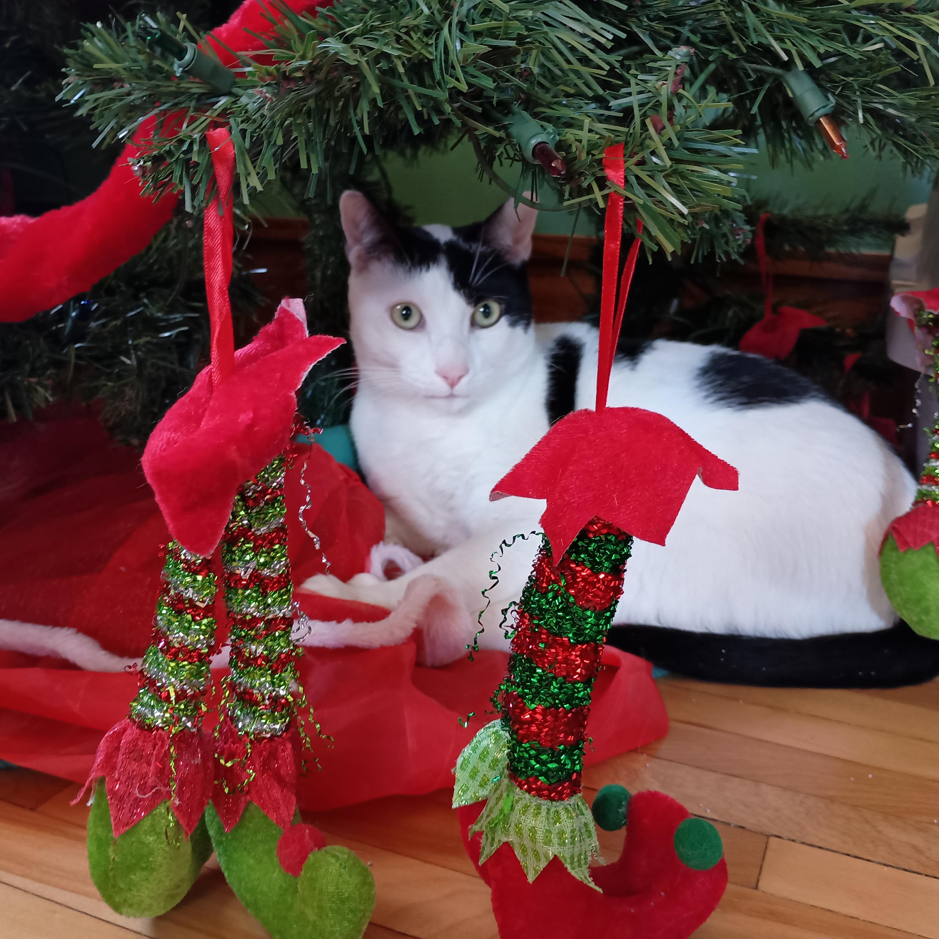 Enlarge Thomas, a Adoptable Domestic Short Hair in Minneapolis, MN image 2/5