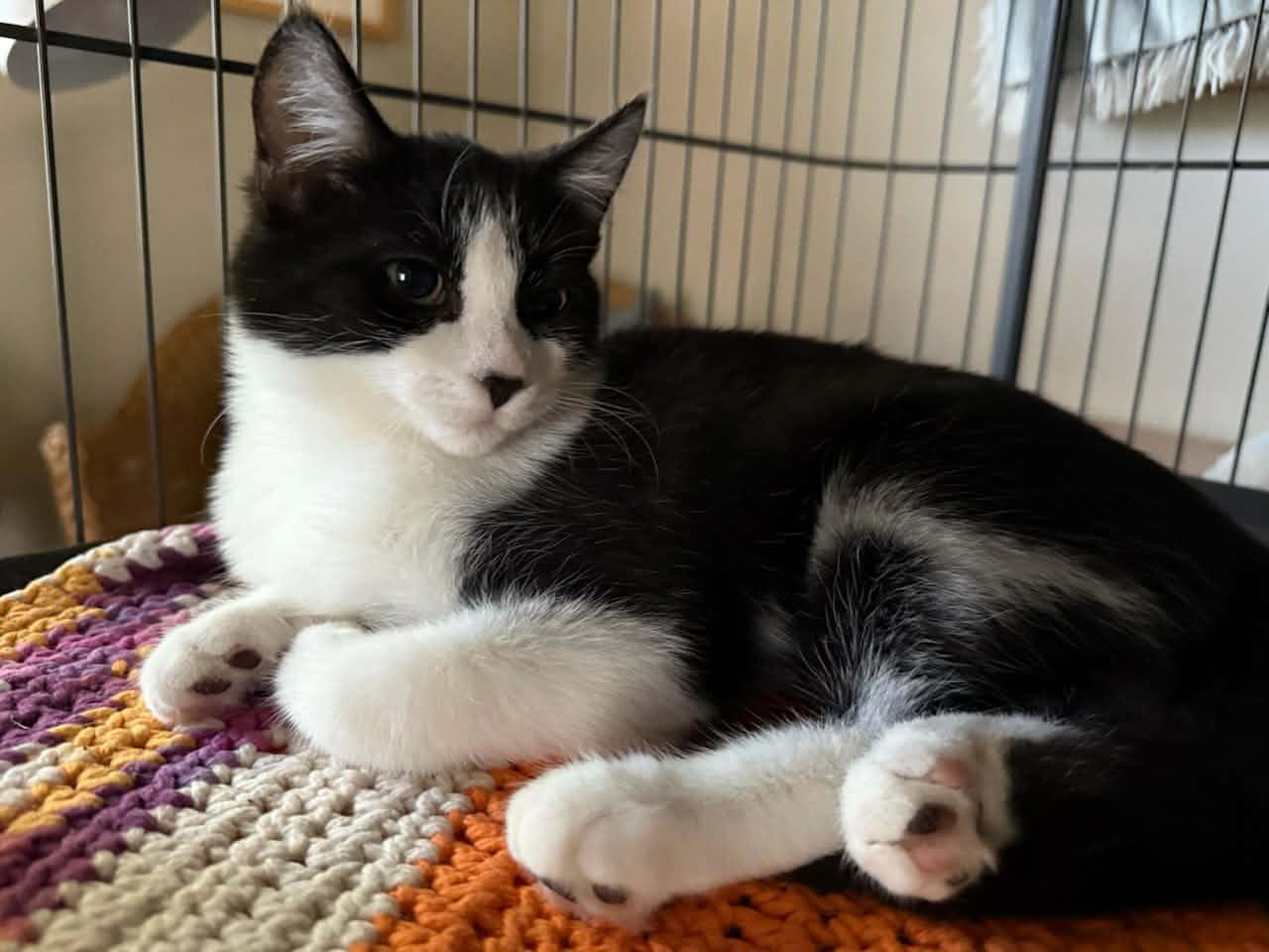 Enlarge Zay, a Adoptable Domestic Short Hair in Parlier, CA image 1/6