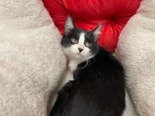 Enlarge Zay, a Adoptable Domestic Short Hair in Parlier, CA image 2/6