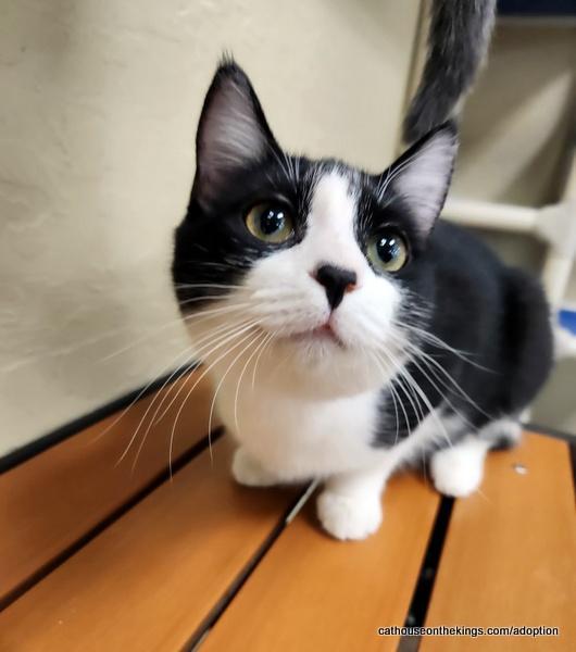 Enlarge Zay, a Adoptable Domestic Short Hair in Parlier, CA image 3/6