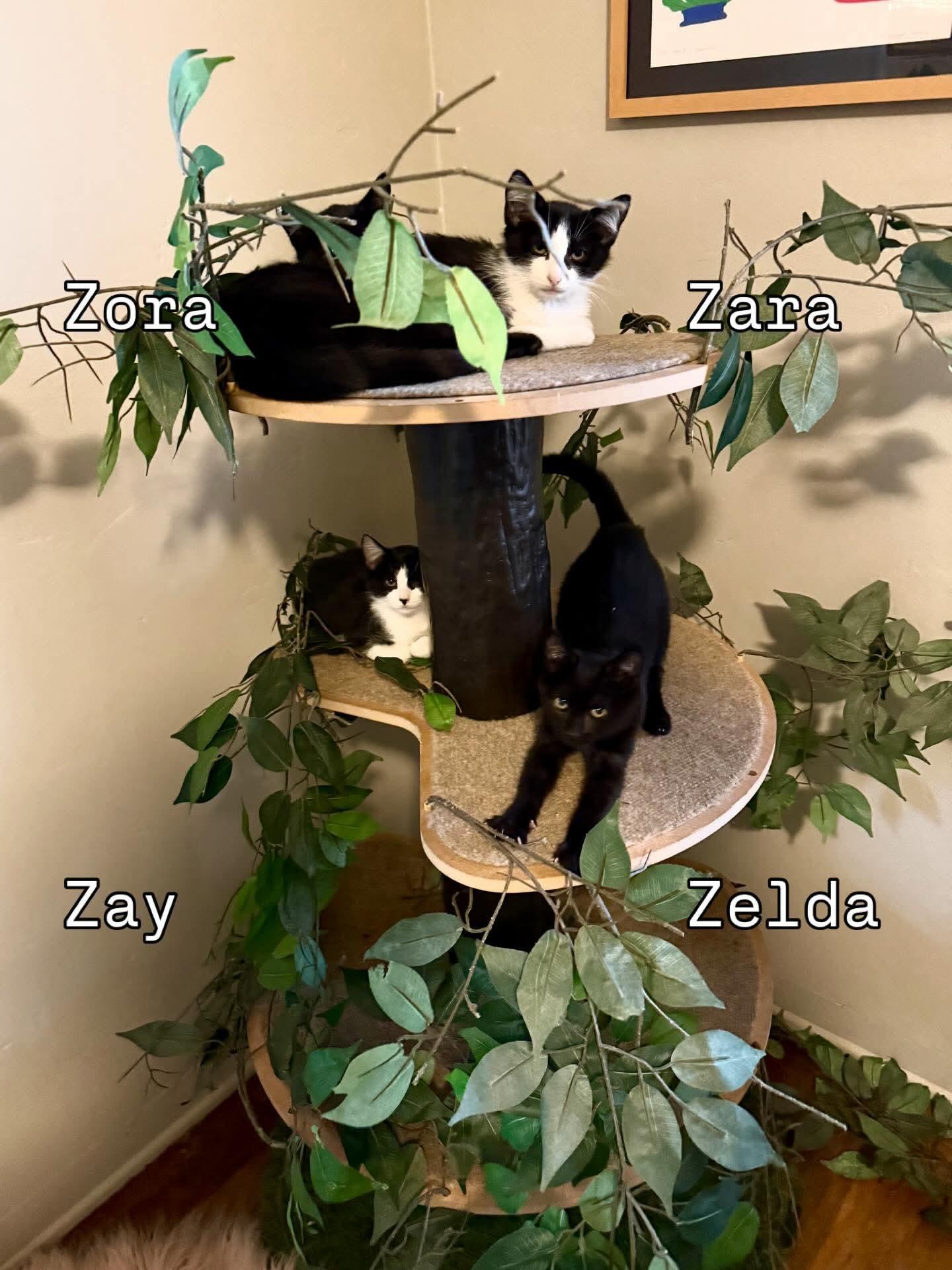 Enlarge Zay, a Adoptable Domestic Short Hair in Parlier, CA image 4/6