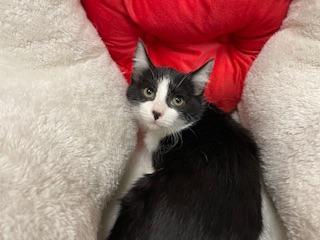 Enlarge Zay, a Adoptable Domestic Short Hair in Parlier, CA image 5/6