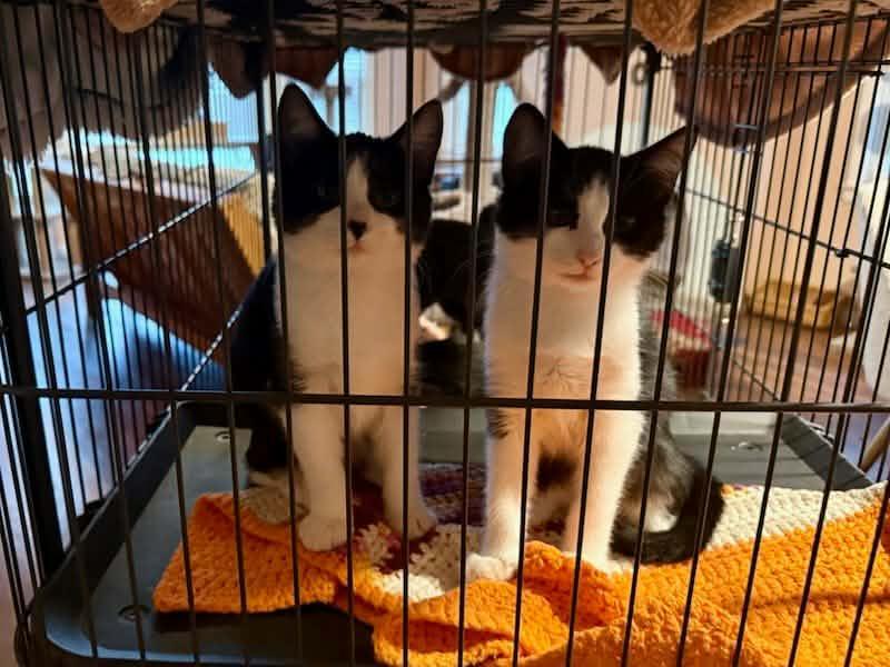 Enlarge Zay, a Adoptable Domestic Short Hair in Parlier, CA image 6/6