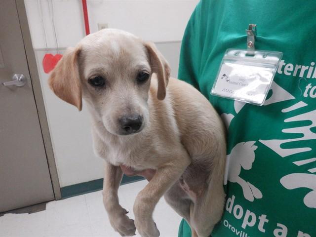 Enlarge BERNIE, a Adoptable mixed breed in Oroville, CA image 1/1