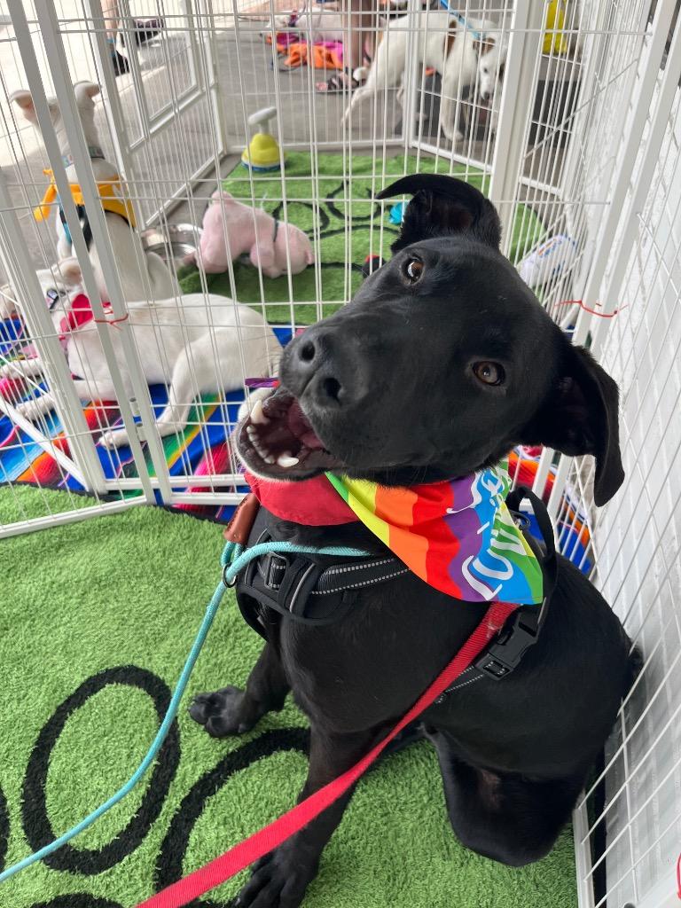 Enlarge Ker, a Adoptable mixed breed in Fort Lupton, CO image 1/6