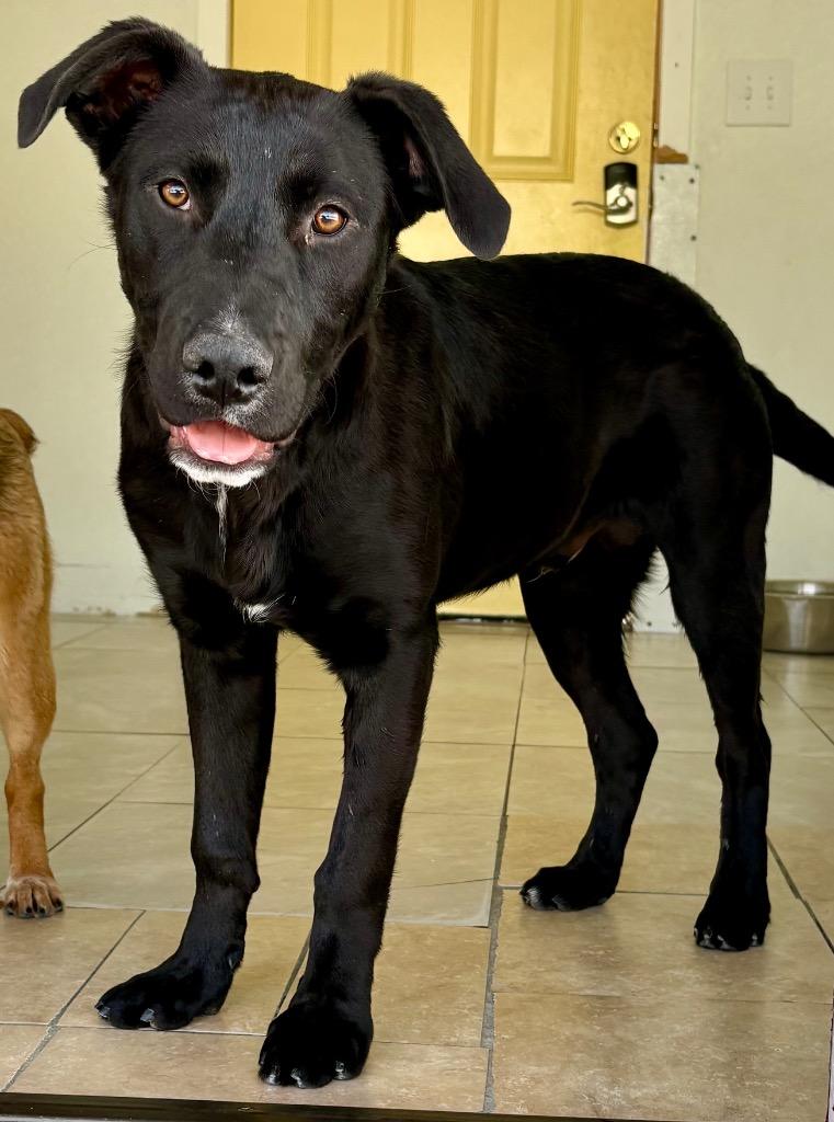 Enlarge Ker, a Adoptable mixed breed in Fort Lupton, CO image 2/6