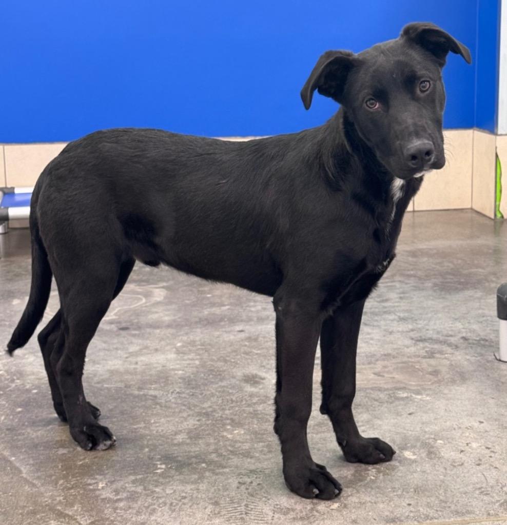 Enlarge Ker, a Adoptable mixed breed in Fort Lupton, CO image 3/6