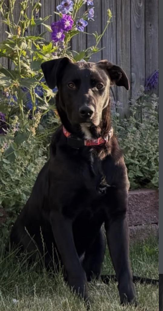 Enlarge Ker, a Adoptable mixed breed in Fort Lupton, CO image 4/6