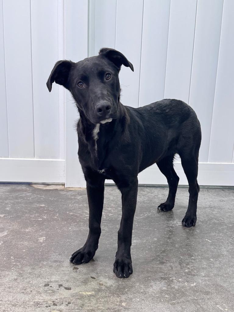 Enlarge Ker, a Adoptable mixed breed in Fort Lupton, CO image 5/6
