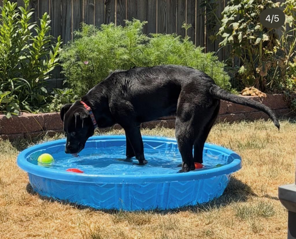Enlarge Ker, a Adoptable mixed breed in Fort Lupton, CO image 6/6