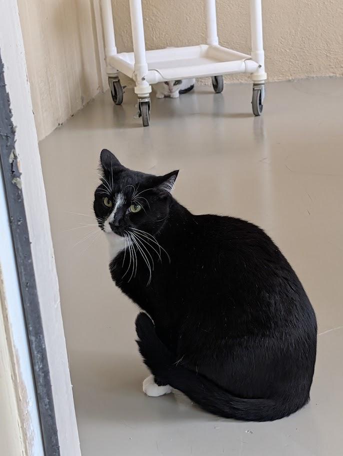 Enlarge Stanley, a Adoptable Domestic Short Hair in Sonoita, AZ image 2/4