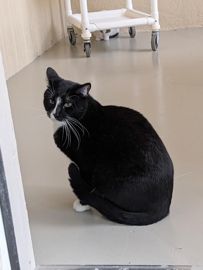 Enlarge Stanley, a Adoptable Domestic Short Hair in Sonoita, AZ image 4/4