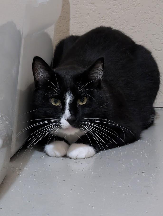 Enlarge Stanley, a Adoptable Domestic Short Hair in Sonoita, AZ image 3/4