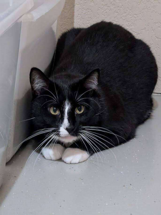 Stanley, Adoptable, Adult Male Domestic Short Hair.