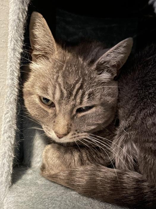 Enlarge Ash, a ADOPTABLE Domestic Short Hair in Denver, CO image 1/4