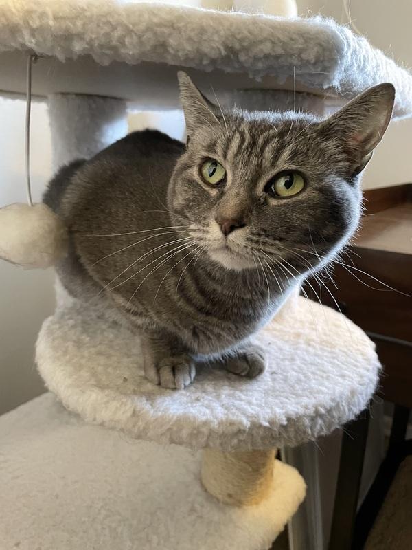 Enlarge Ash, a ADOPTABLE Domestic Short Hair in Denver, CO image 3/4